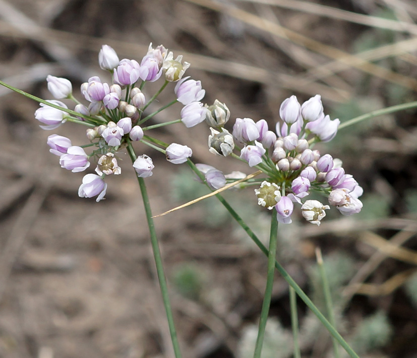 Image of Allium anisopodium specimen.