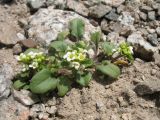 Taphrospermum altaicum