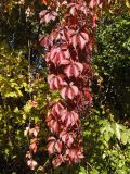 Parthenocissus quinquefolia