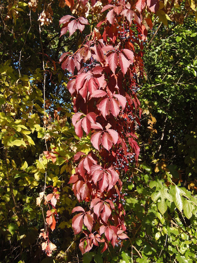 Image of Parthenocissus quinquefolia specimen.