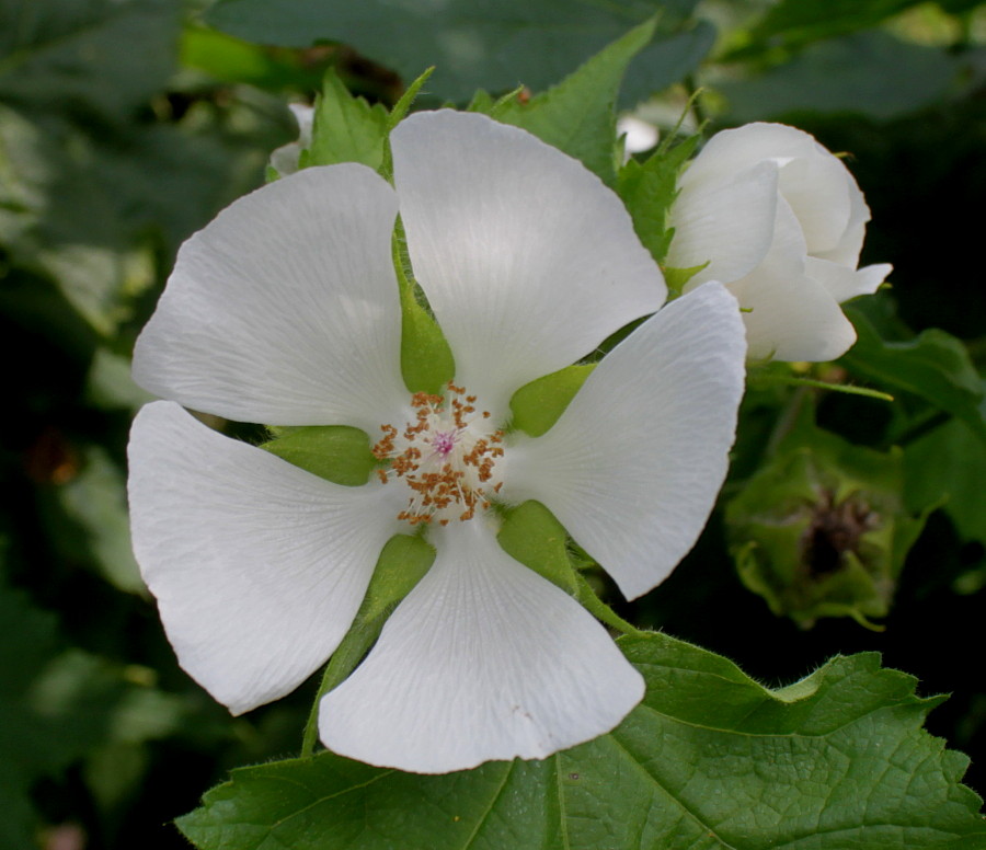 Изображение особи Kitaibelia vitifolia.