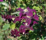 Clematis × jackmanii. Цветки и завязавшийся плод (справа). Московская обл., Раменский р-н, окр. дер. Хрипань, садовый участок. 23.07.2014.