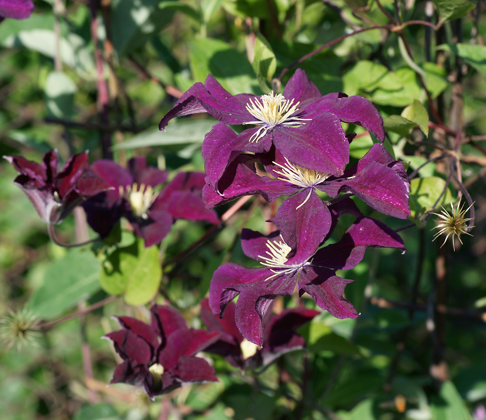 Image of Clematis &times; jackmanii specimen.
