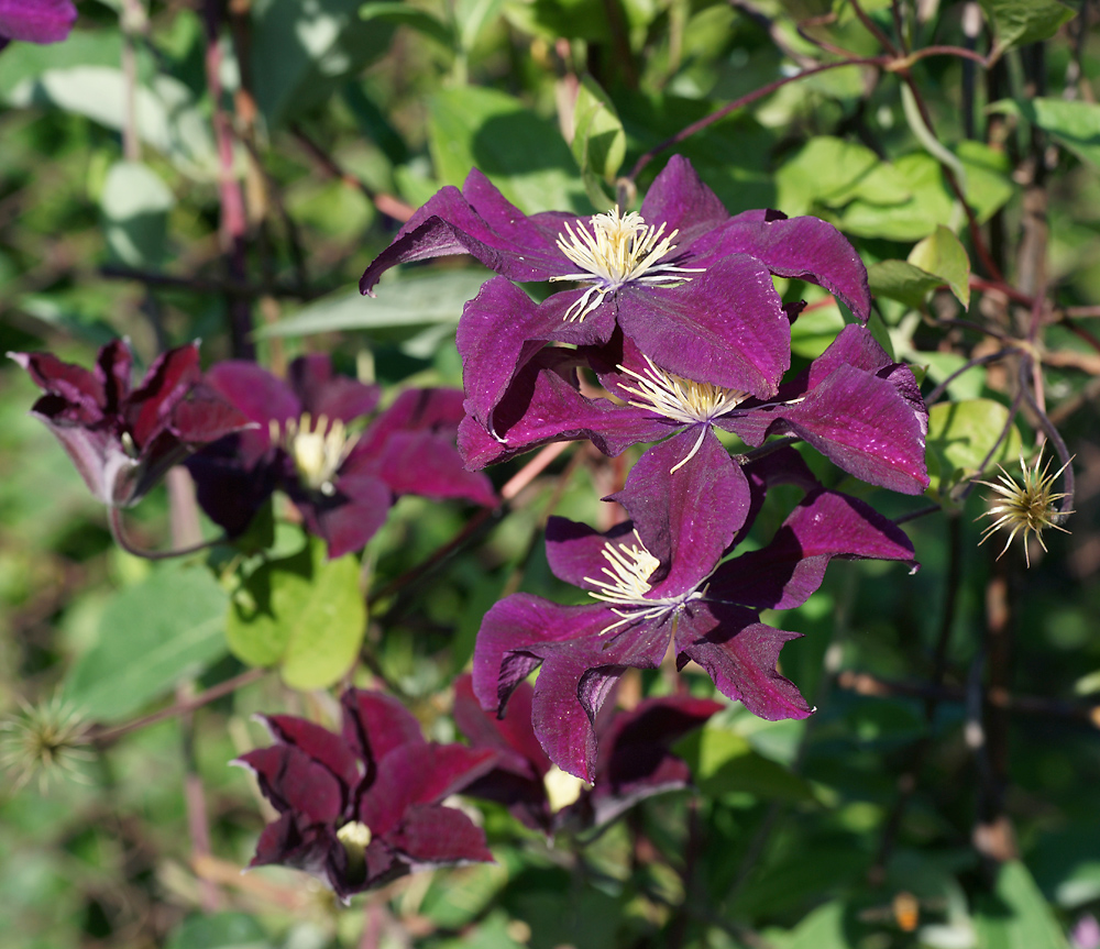 Изображение особи Clematis &times; jackmanii.