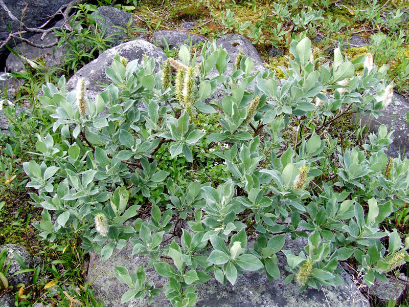 Image of Salix lanata specimen.