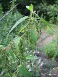 Urtica dioica