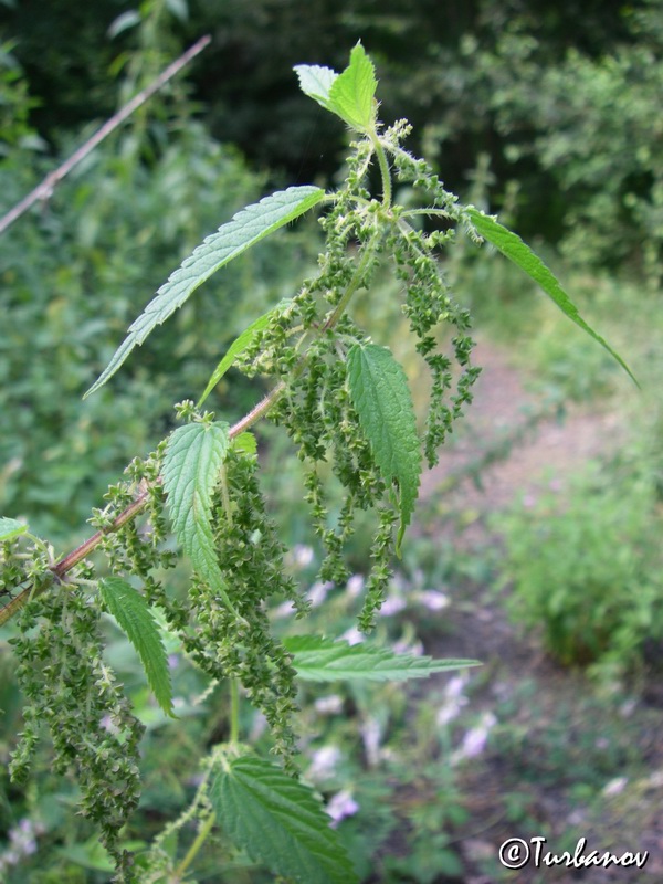 Изображение особи Urtica dioica.