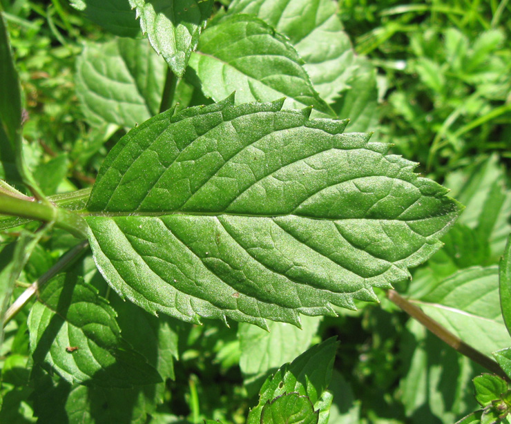 Image of Mentha &times; gracilis specimen.