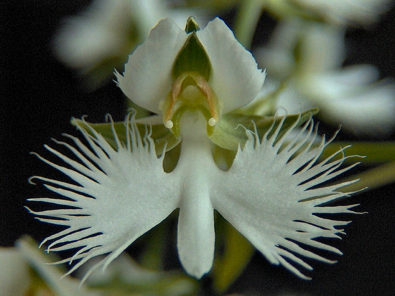 Image of Habenaria radiata specimen.