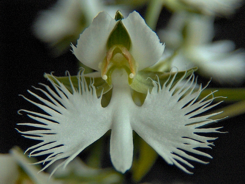 Изображение особи Habenaria radiata.