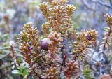 Empetrum hermaphroditum