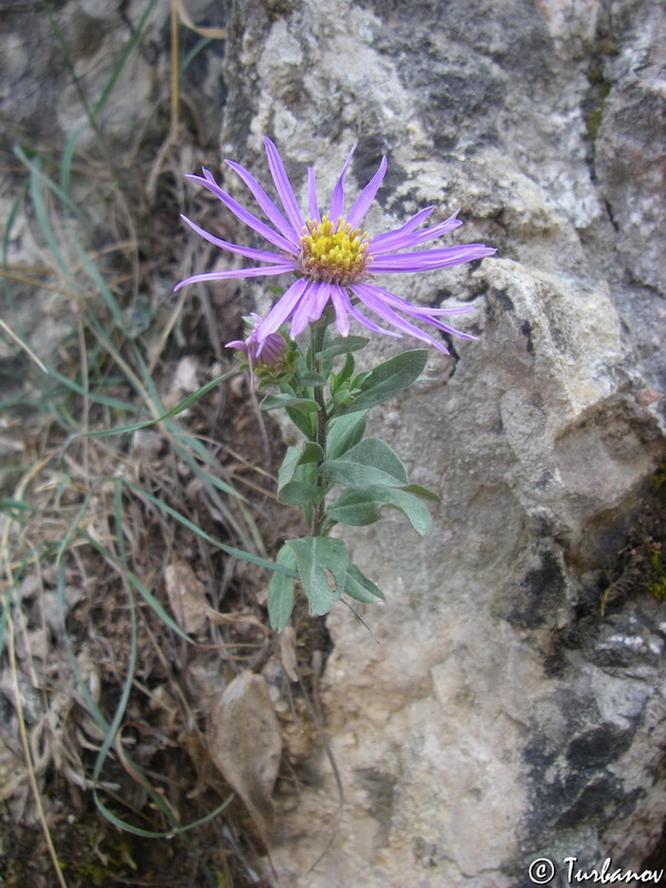 Изображение особи Aster ibericus.