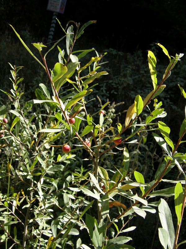 Image of Salix purpurea specimen.