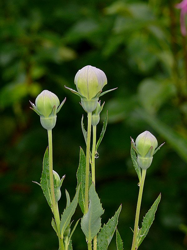 Image of Platycodon grandiflorus specimen.