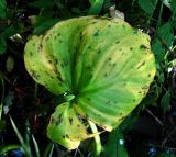 Calla palustris