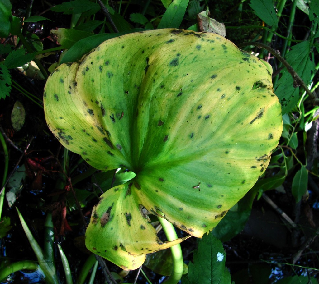Image of Calla palustris specimen.