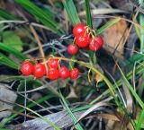 Convallaria majalis