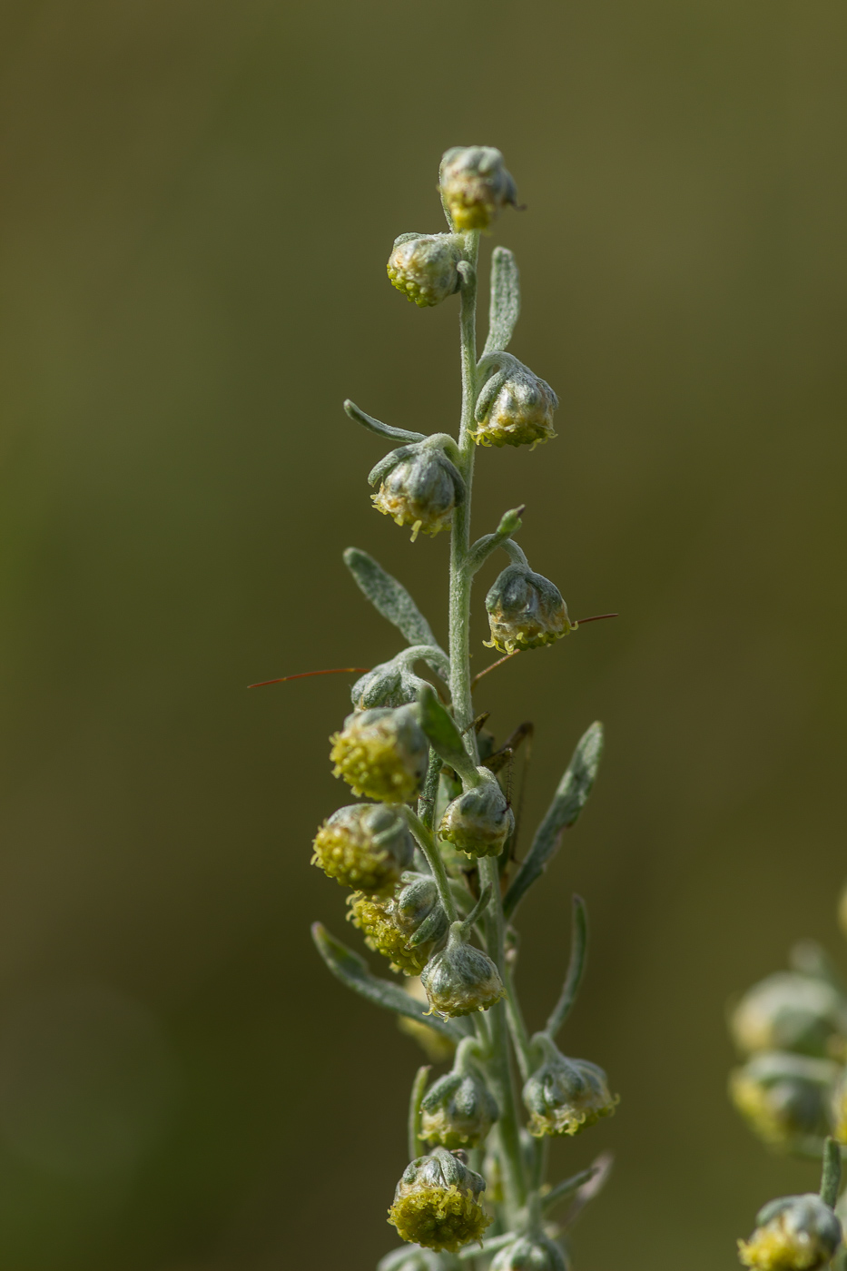 Image of Artemisia absinthium specimen.