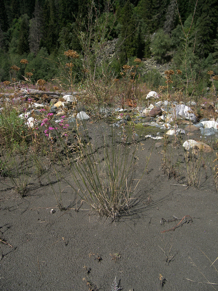 Image of Poa palustris specimen.