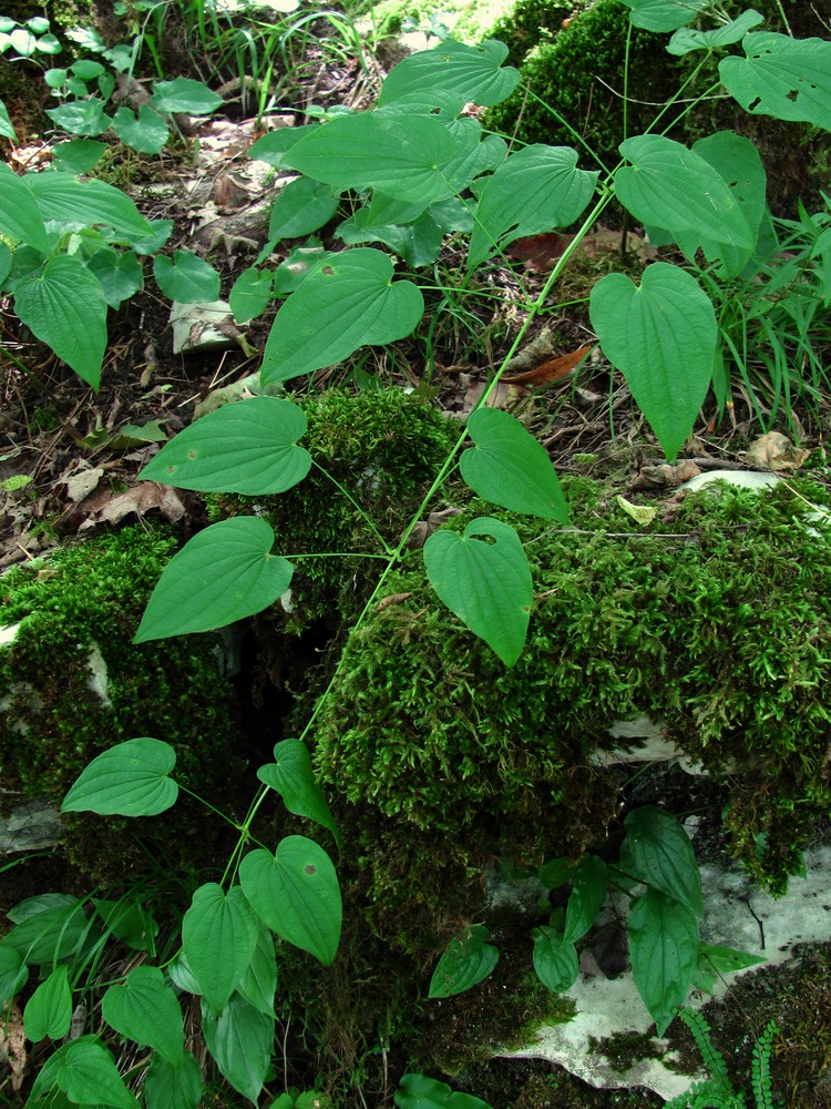 Изображение особи Dioscorea caucasica.