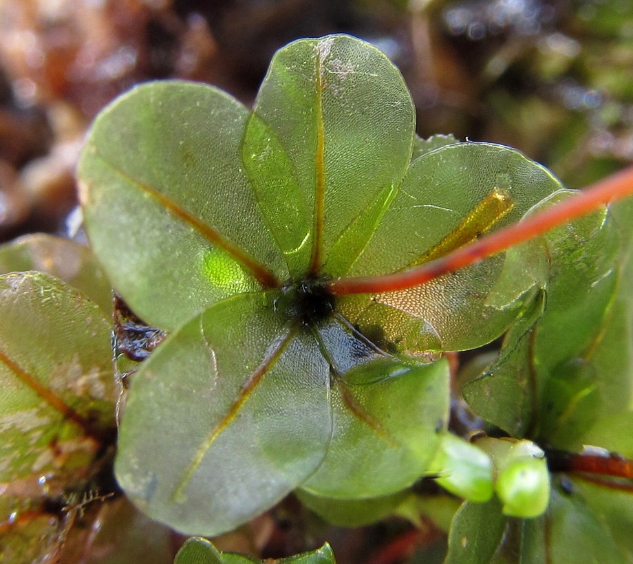 Image of Rhizomnium punctatum specimen.