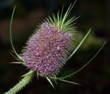 Dipsacus fullonum. Соцветие. Московская обл., Раменский р-н, окр. дер. Хрипань, садовый участок. 11.09.2015.