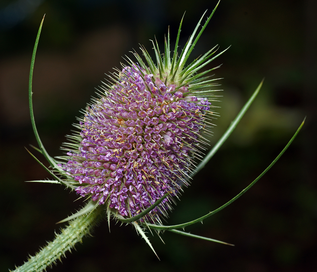 Изображение особи Dipsacus fullonum.