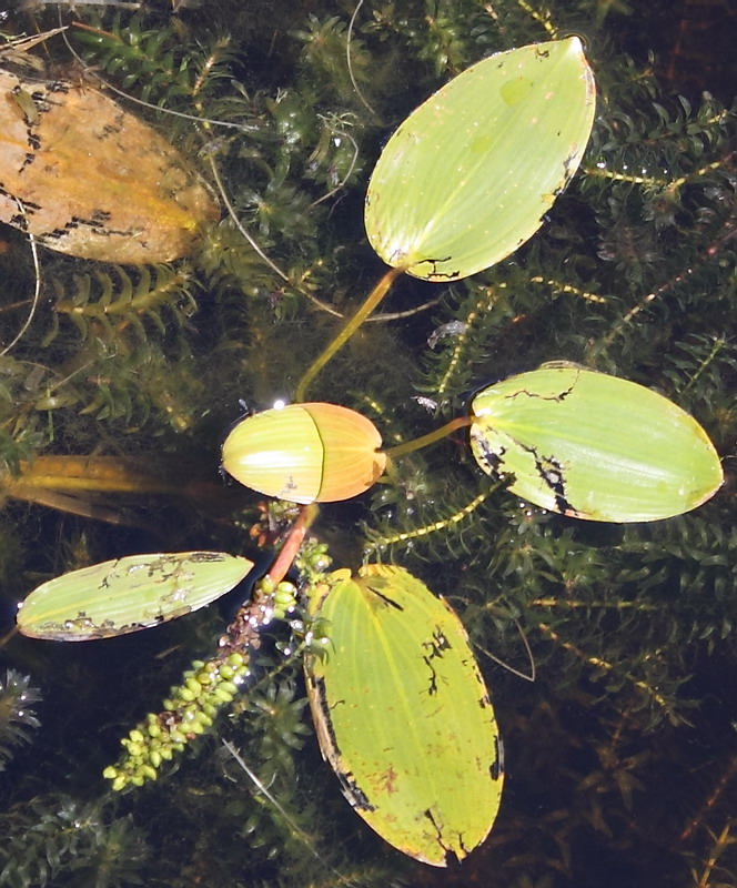 Image of Potamogeton natans specimen.