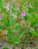 Canavalia maritima. Часть побега с цветком (вокруг видны желтые побеги Cassytha filiformis). Андаманские о-ва, о-в Северный Андаман, окр. г. Диглипур, песчаный пляж. 09.01.2015.