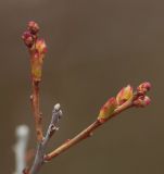 Vaccinium uliginosum