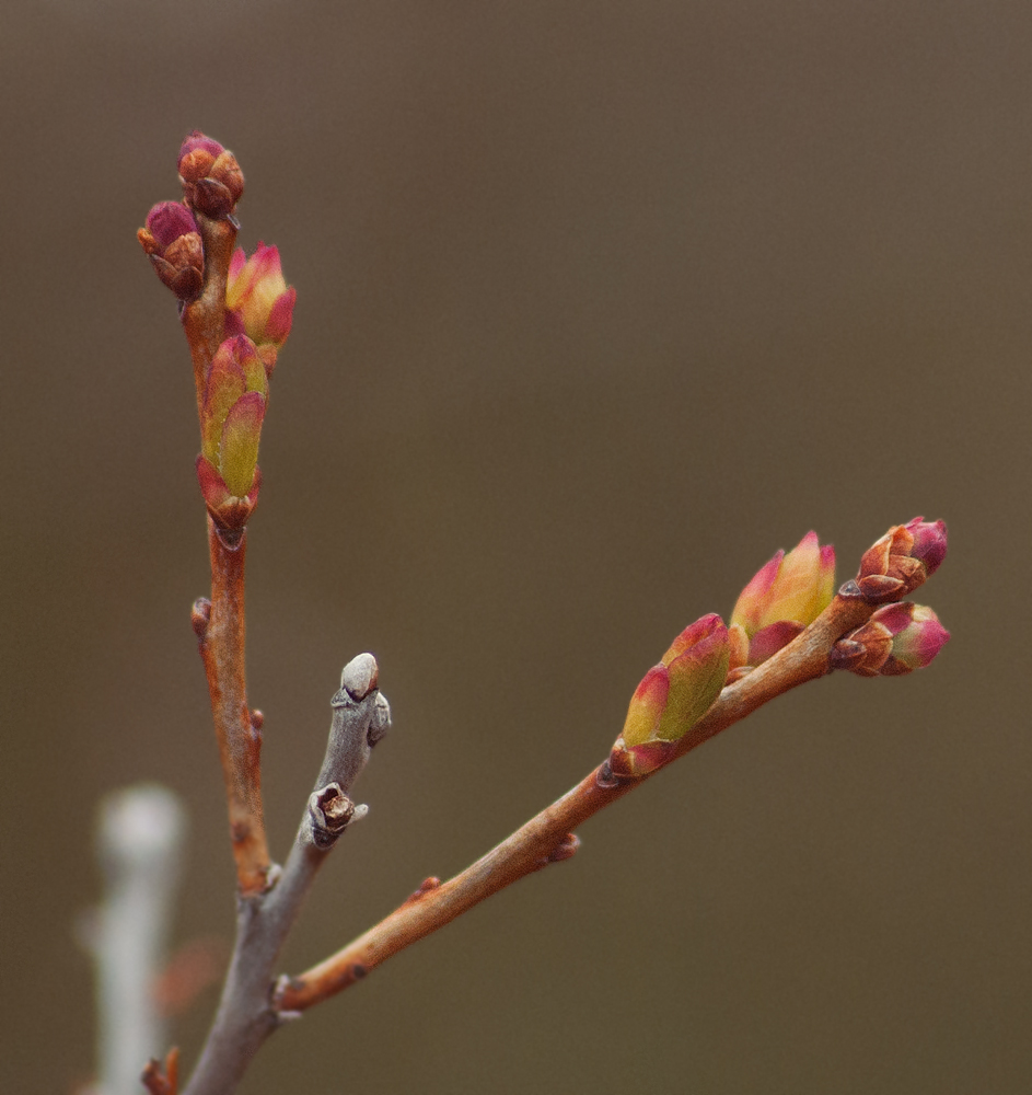 Image of Vaccinium uliginosum specimen.