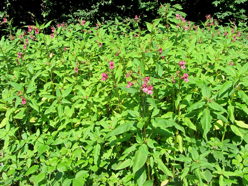 Image of Impatiens glandulifera specimen.