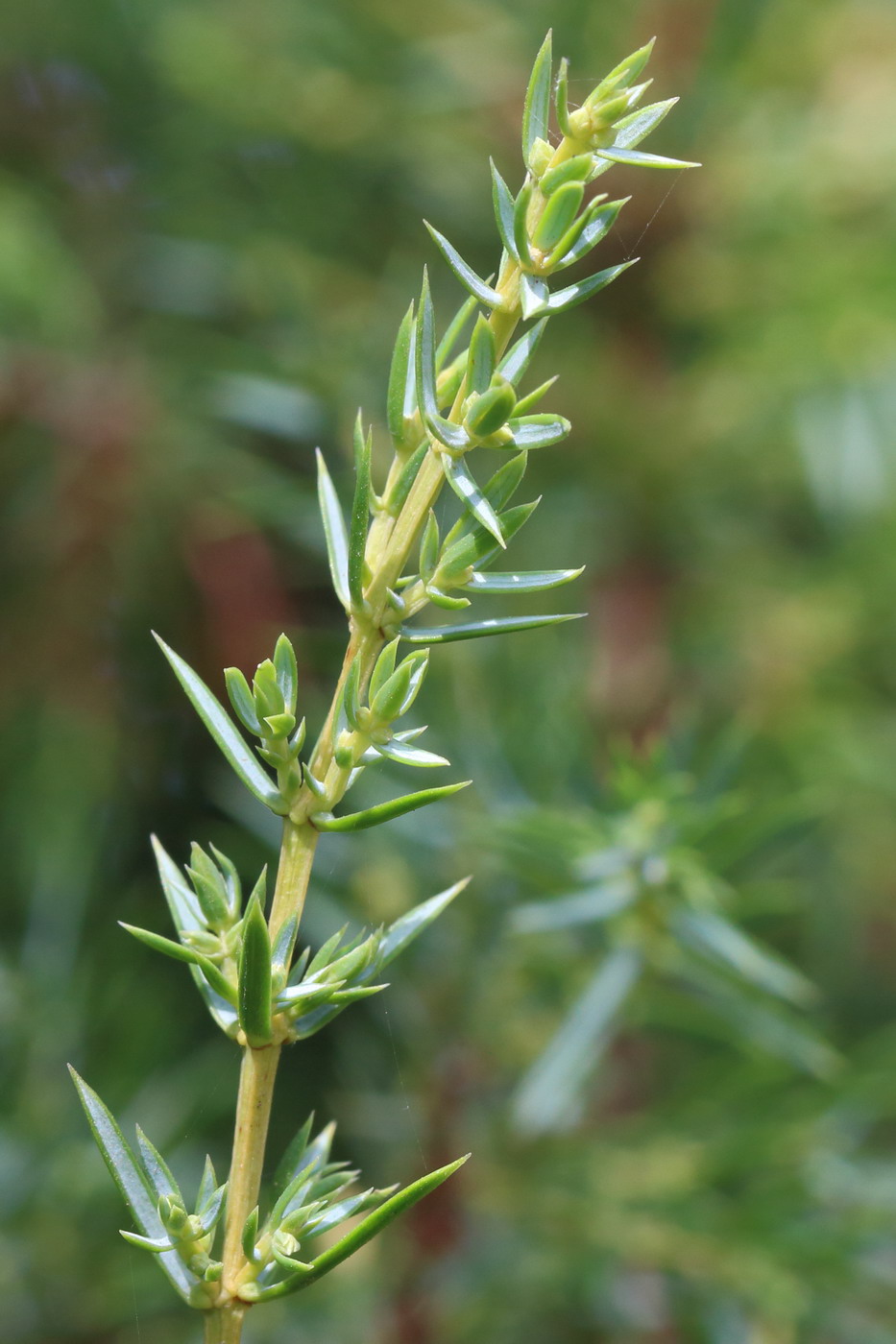 Изображение особи Juniperus communis.