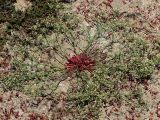 Limonium caspium. Средневозрастное генеративное растение с розетками вегетирующих эфемерных листьев и вполне развитыми цветоносами в однолетнесолянковой группировке. Казахстан, Павлодарская обл., правый берег Иртыша в 90 км ниже Павлодара, между сс. Теренколь [Качиры, Кашир] и Песчаное; ложбина древнего стока - система оз. Карасу из остаточных полупроточных и самоосадочных бессточных озёр, комплексный гидроморфный солончак на южной кромке котловины высыхающего безымянного озера. 11 июня 2014 г.