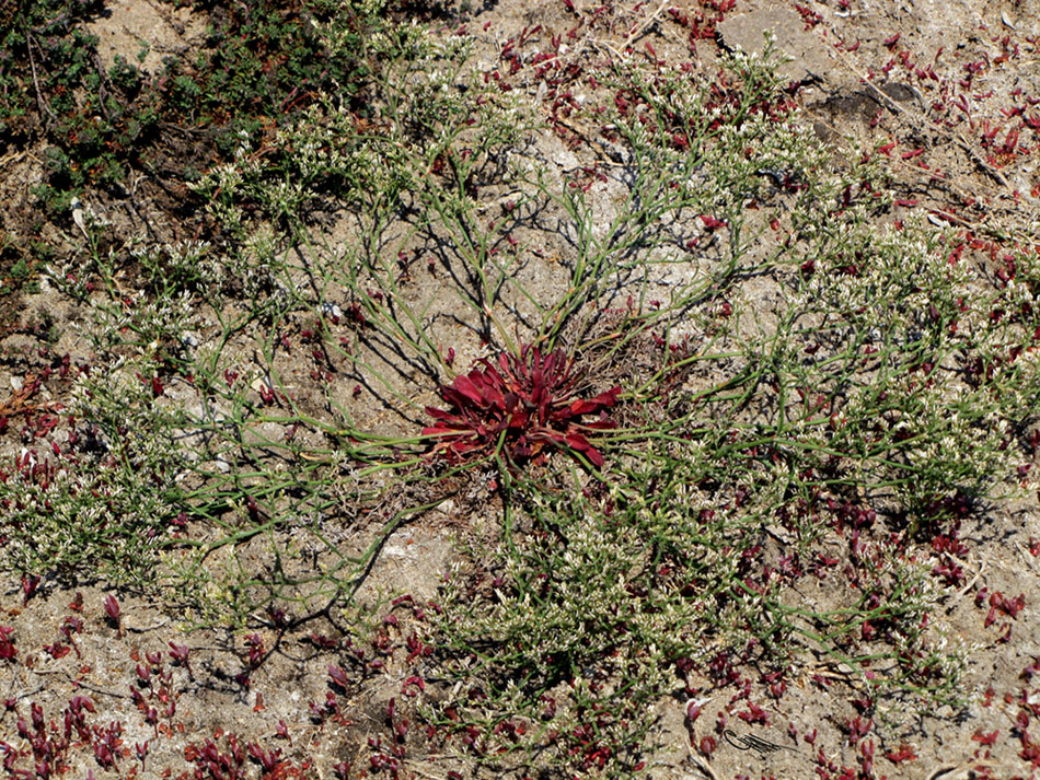 Image of Limonium caspium specimen.