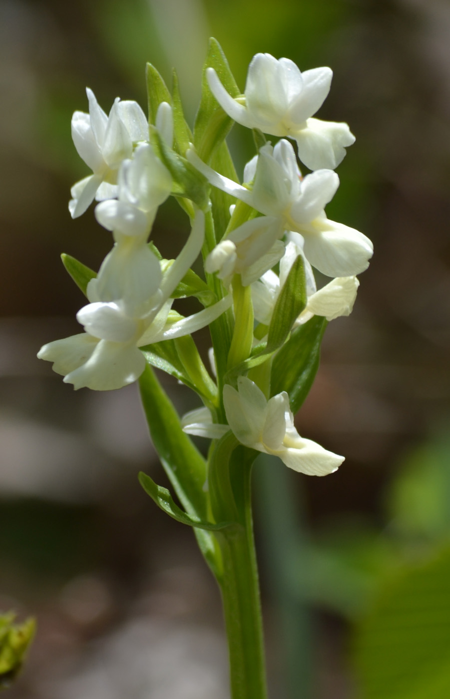 Изображение особи Dactylorhiza romana.