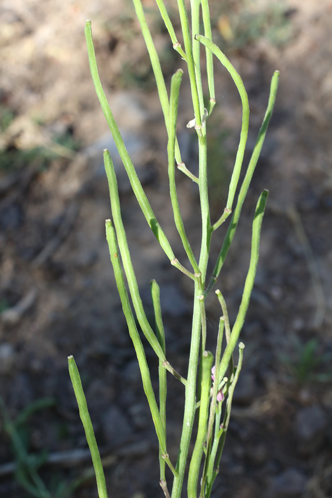 Изображение особи Erysimum cyaneum.