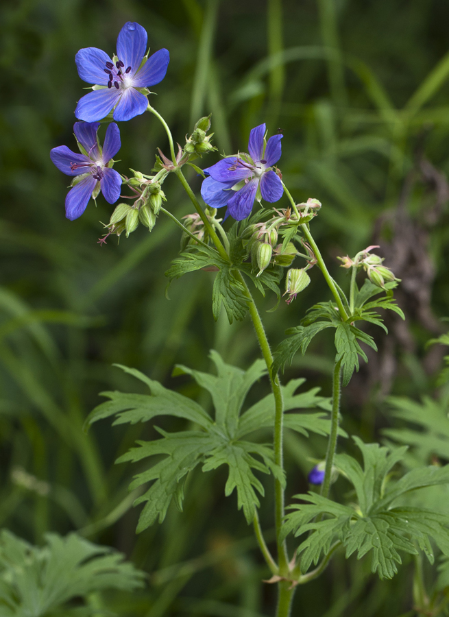 Image of Geranium pratense specimen.