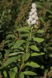 Spiraea salicifolia. Побег с соцветием (белоцветковая форма). Ленинградская обл., пл. Бронка. 08.08.2009.