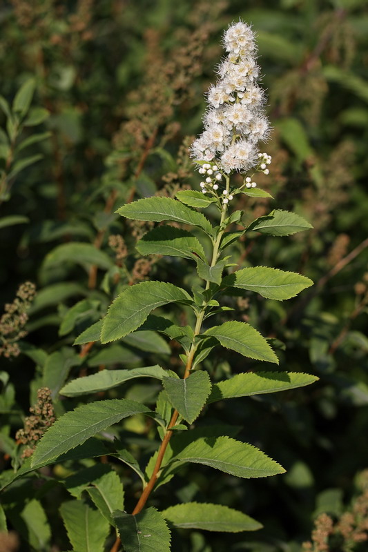 Изображение особи Spiraea salicifolia.