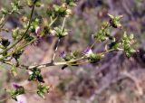 Cousinia umbrosa