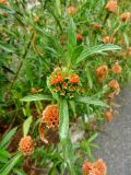 Leonotis leonurus. Побег с соцветиями на разных стадиях развития. Франция, Лазурный берег, Ницца, Замковая гора, в культуре. 21.07.2014.