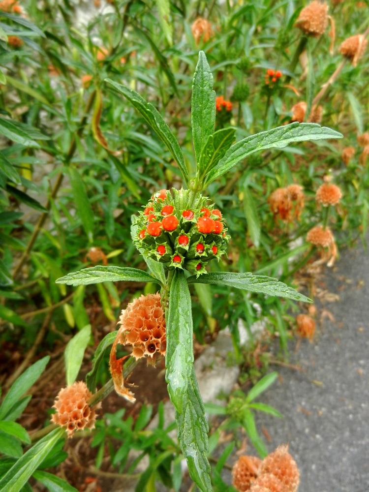 Изображение особи Leonotis leonurus.