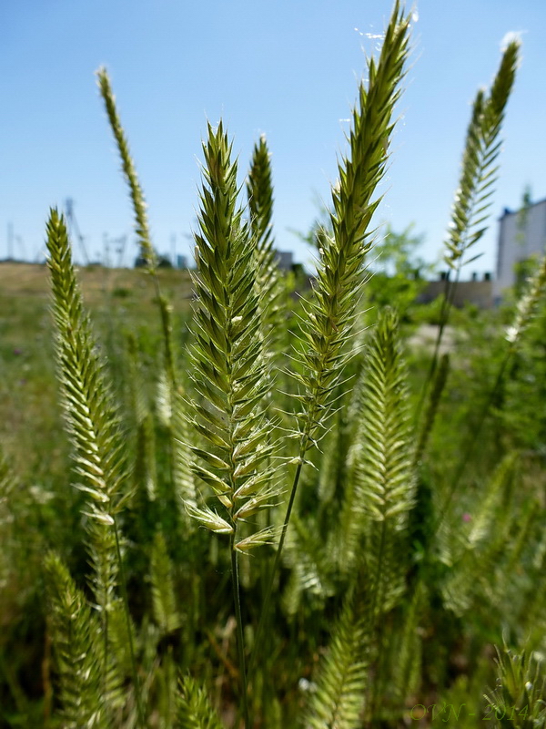 Изображение особи Agropyron pectinatum.