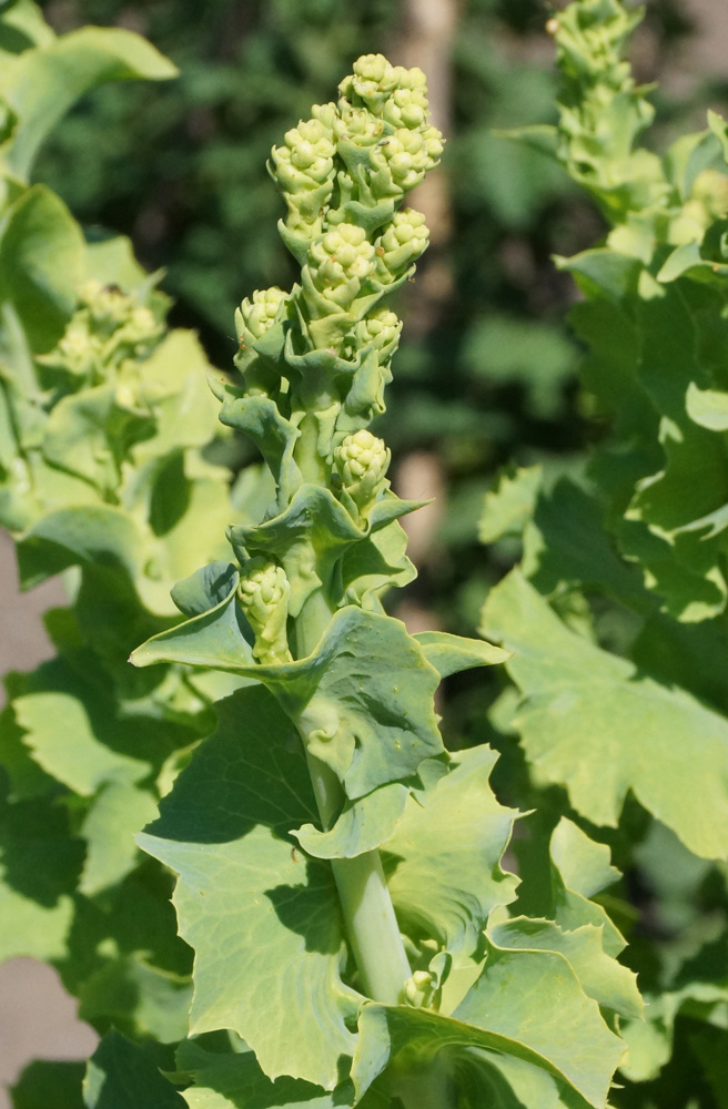 Изображение особи Lactuca sativa.