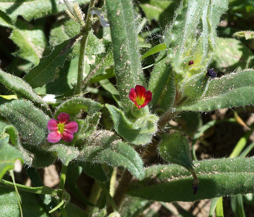 Image of Nonea caspica specimen.