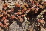 Sedum alberti