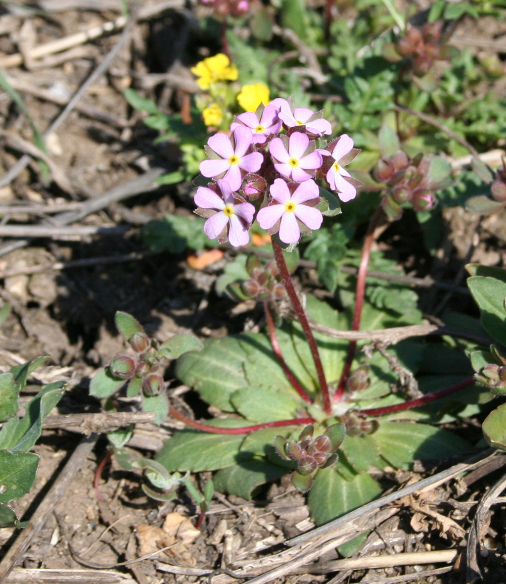 Image of Androsace maxima specimen.