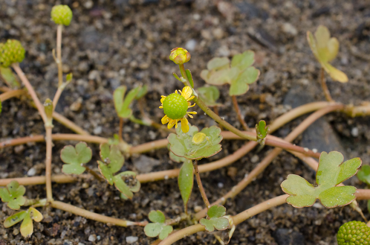 Image of Ranunculus natans specimen.