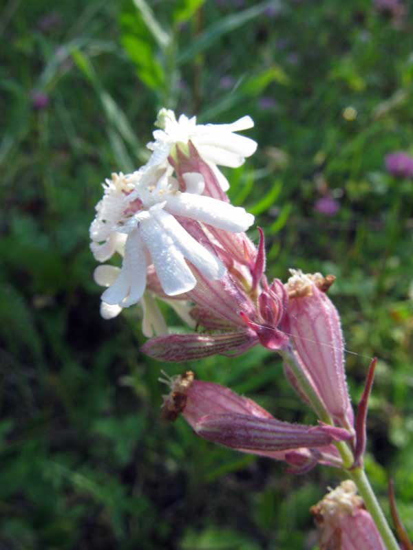 Image of Silene amoena specimen.